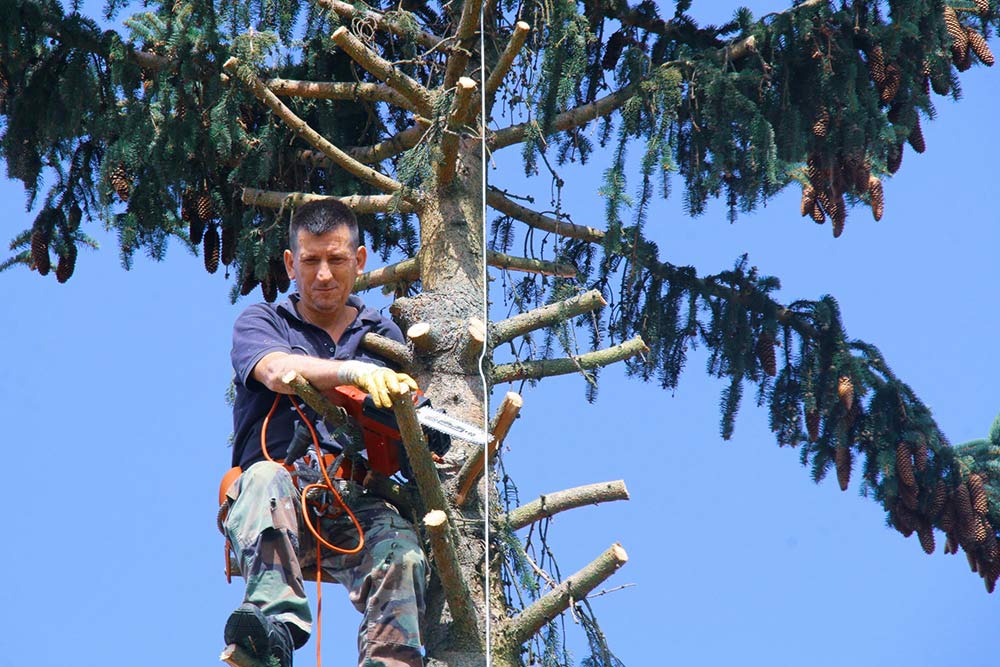 Codsall Tree Services Ltd