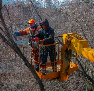 Codsall Tree Services Ltd