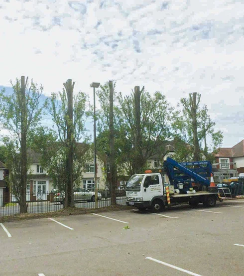 Codsall Tree Services Ltd