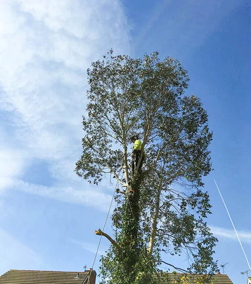 Codsall Tree Services Ltd